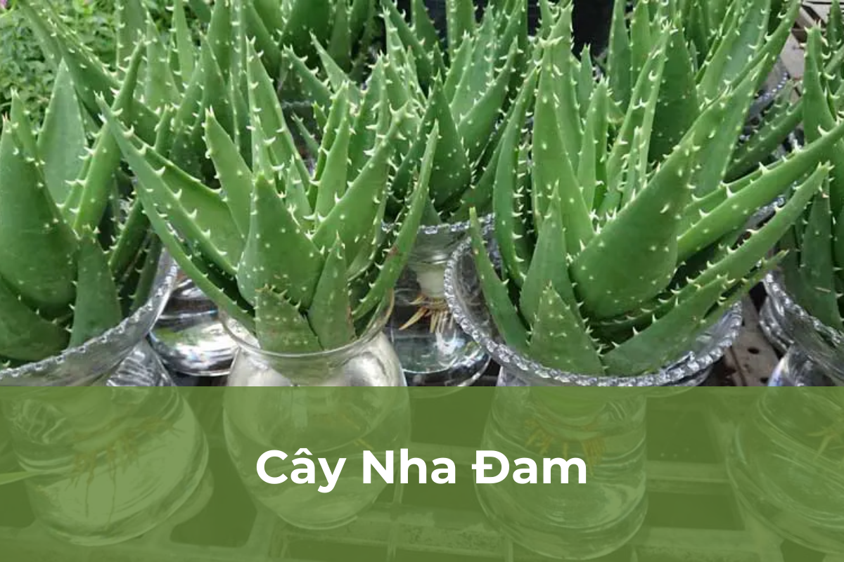 Cây Nha Đam - Cây cảnh dễ chăm sóc