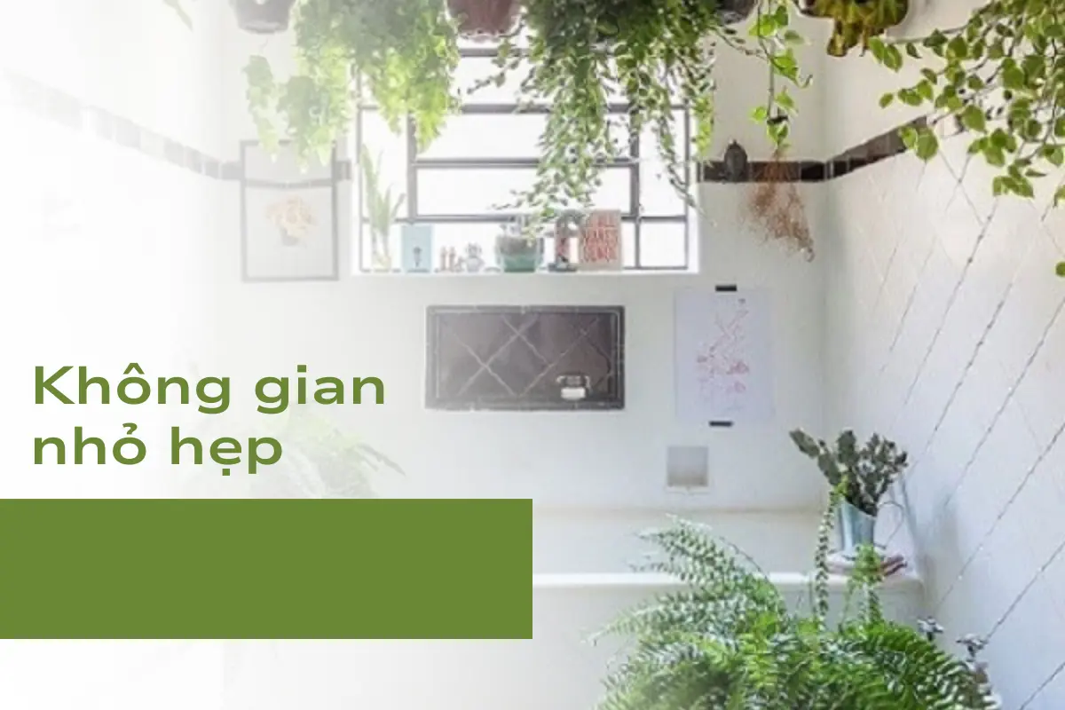 Không gian nhỏ hẹp - Lí do nhà tắm là vị trí không nên trồng cây