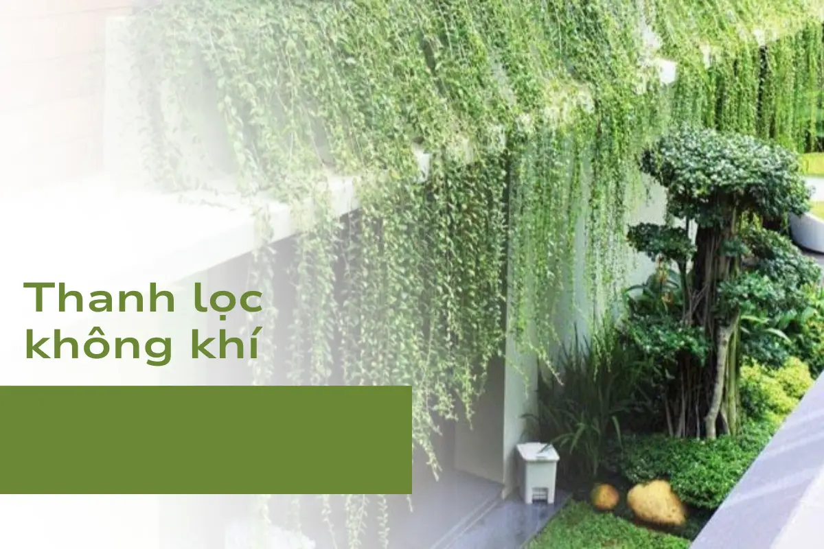 Cây dây leo có khả năng thanh lọc bụi bẩn và khí độc hại