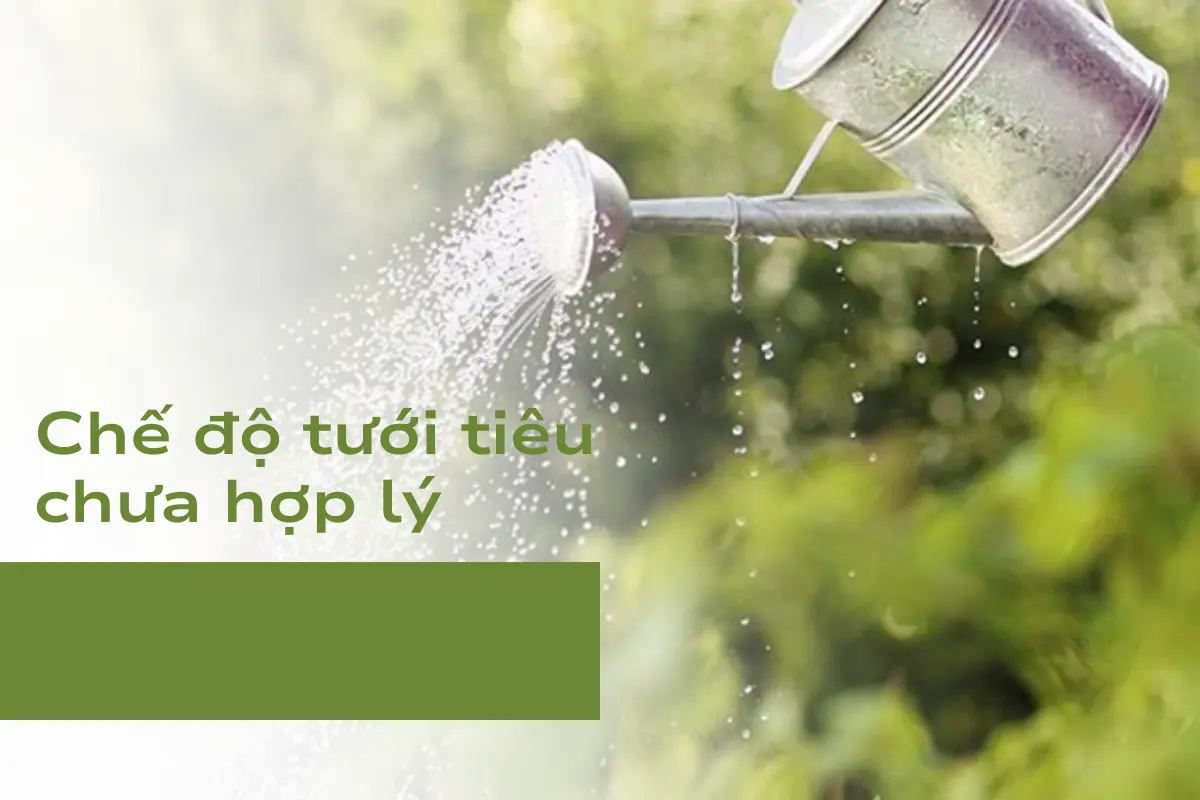 Chế độ tưới tiêu chưa hợp lý - Nguyên nhân đầu tiên khiến Thiết Mộc Lan vàng lá
