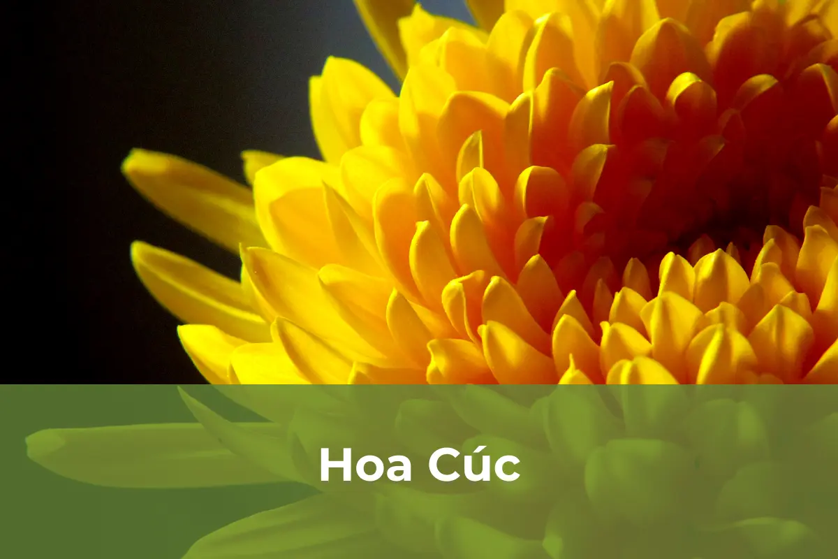 Hoa Cúc - Cây cảnh đuổi muỗi số 1