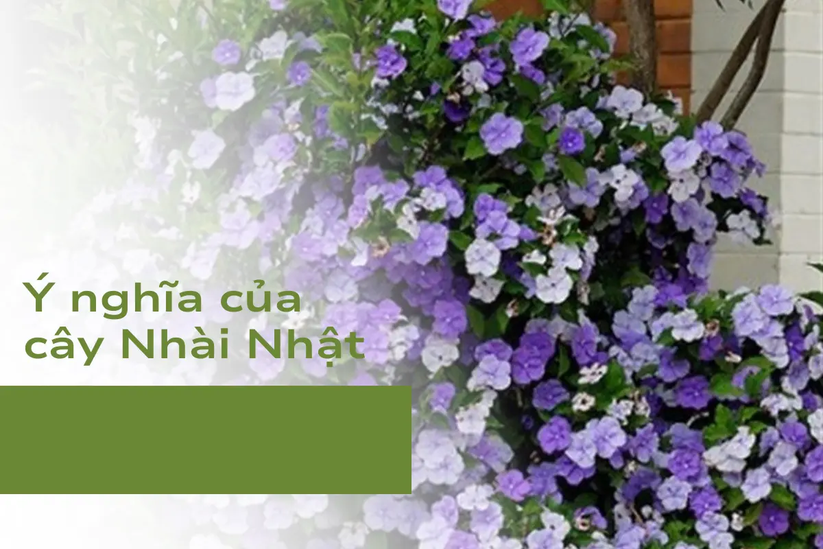 Ý nghĩa của cây Nhài Nhật