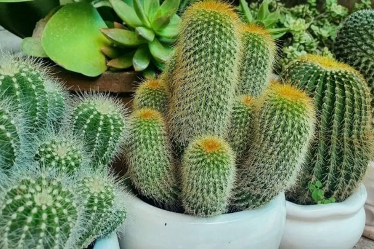 Cây cảnh phong thủy theo tuổi