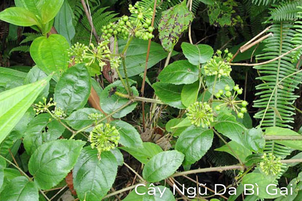 Ngũ Da Bì Gai