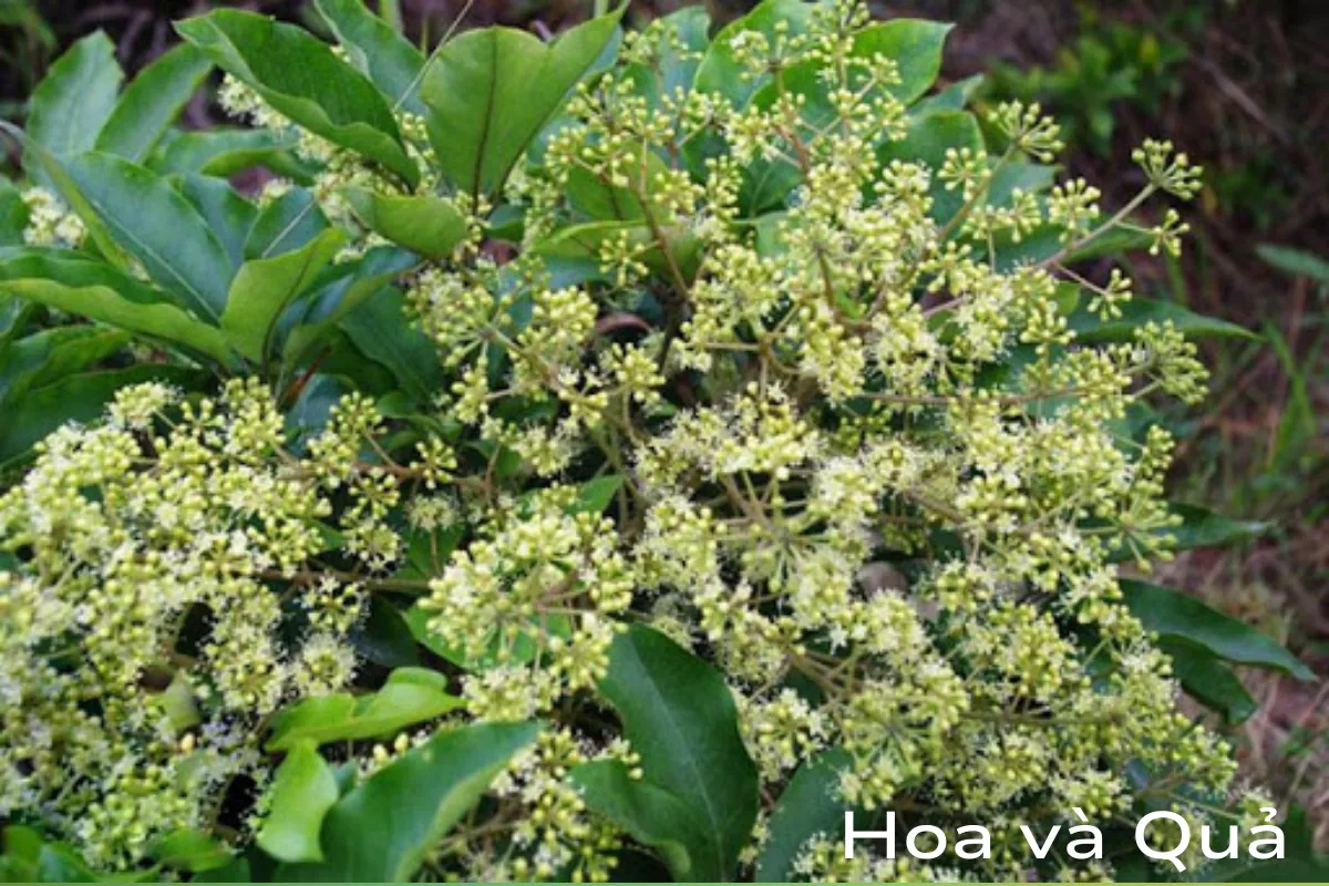 5 bài thuốc chữa bệnh công hiệu nhất từ cây Ngũ Da Bì - phần 1 2