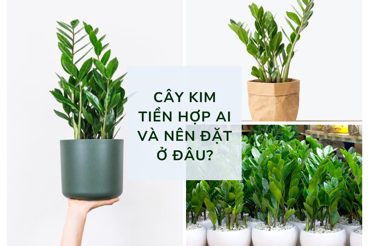cây kim tiền