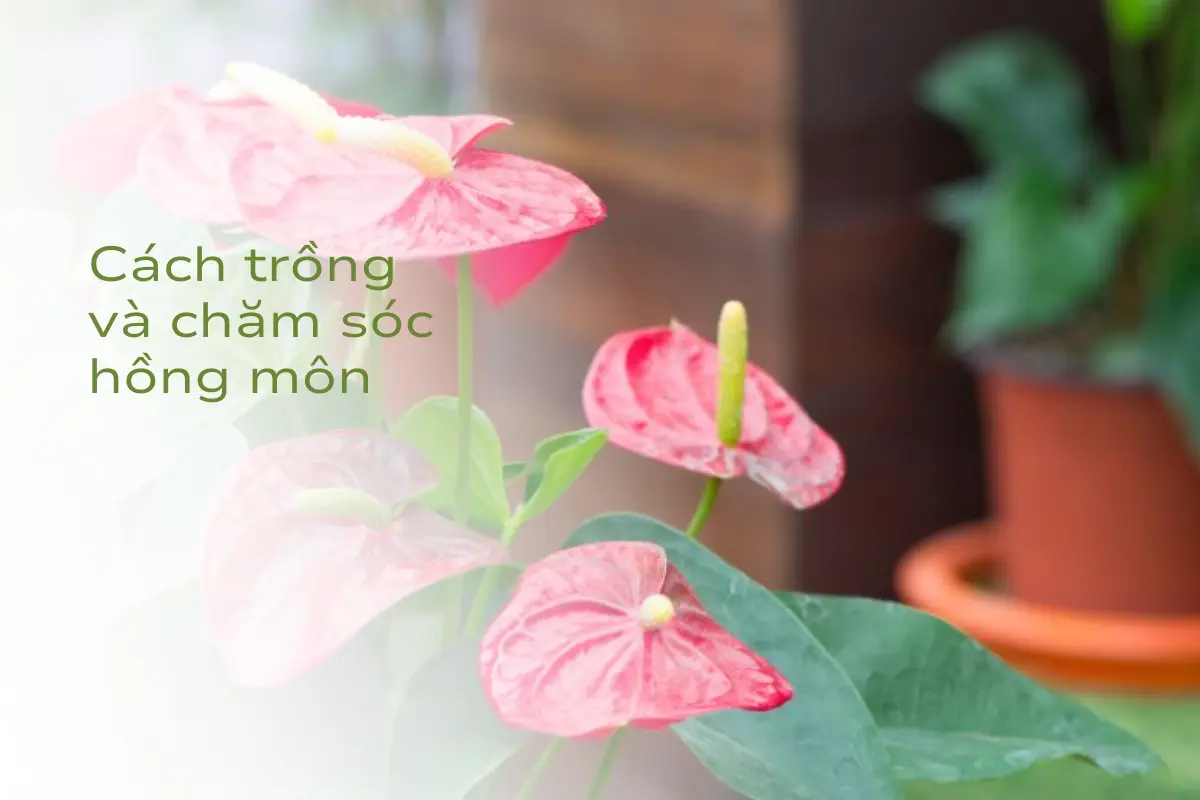 Cây Hồng Môn (Anthurium Andraeanum): Sự thật thú vị 2024