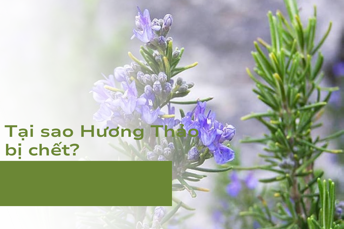 Tại sao Hương Thảo bị chết?