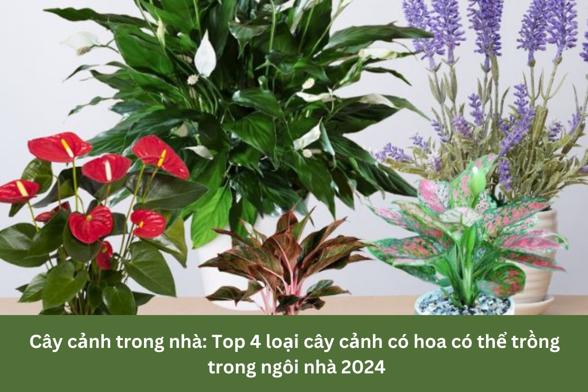 Top 4 loại cây cảnh có hoa