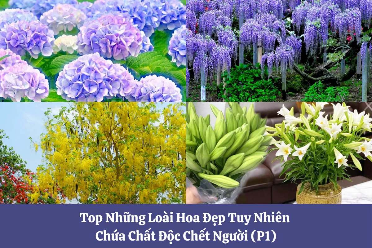 Loài hoa chứa chất độc chết người