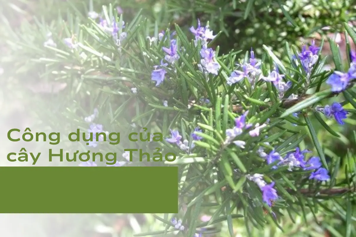 Công dụng chính của cây cảnh làm thực phẩm