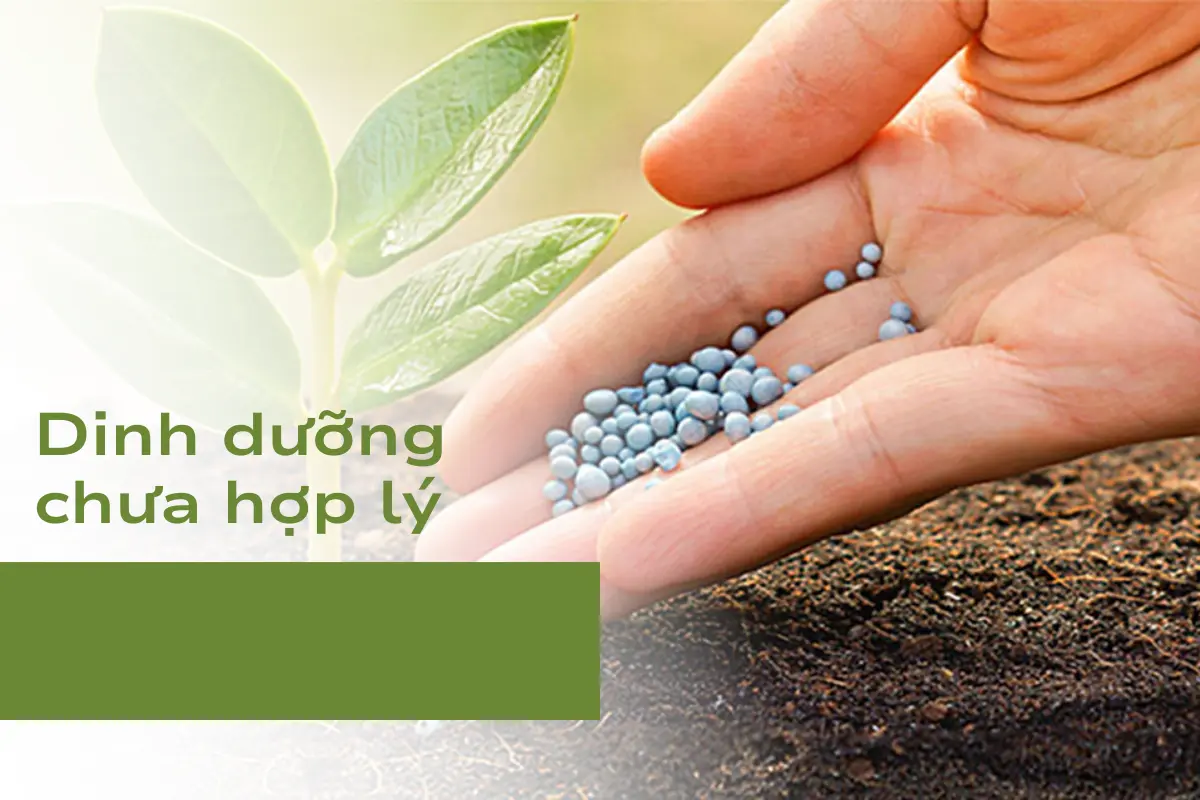 Dinh dưỡng chưa hợp lý - Nguyên nhân đầu tiên khiến Thiết Mộc Lan vàng lá