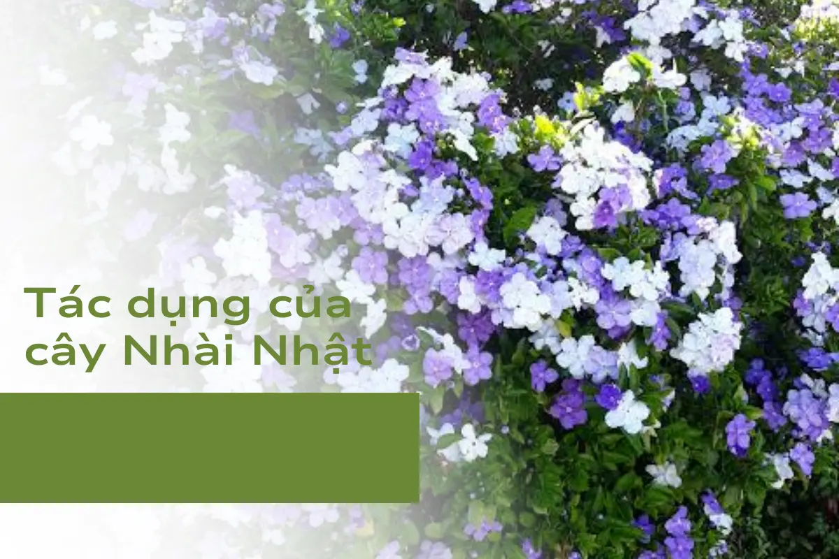 Tác dụng của cây Nhài Nhật