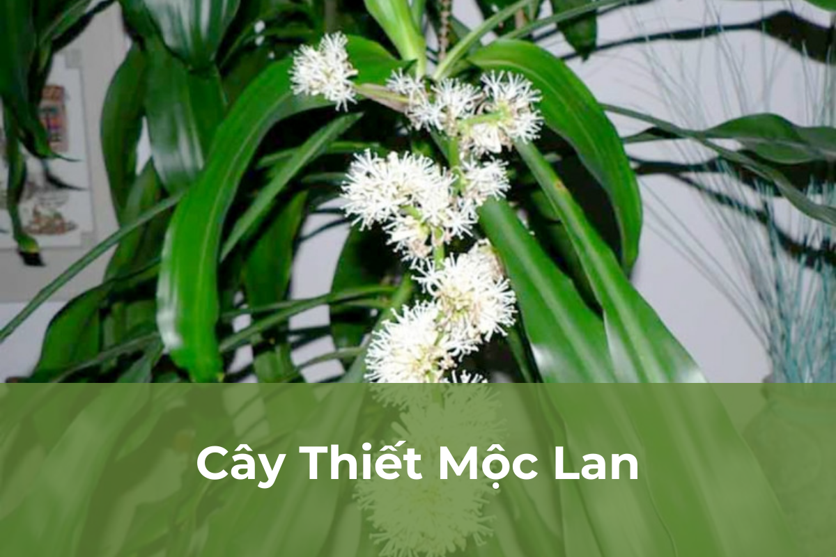 Cây Thiết Mộc Lan - Cây cảnh dễ chăm sóc