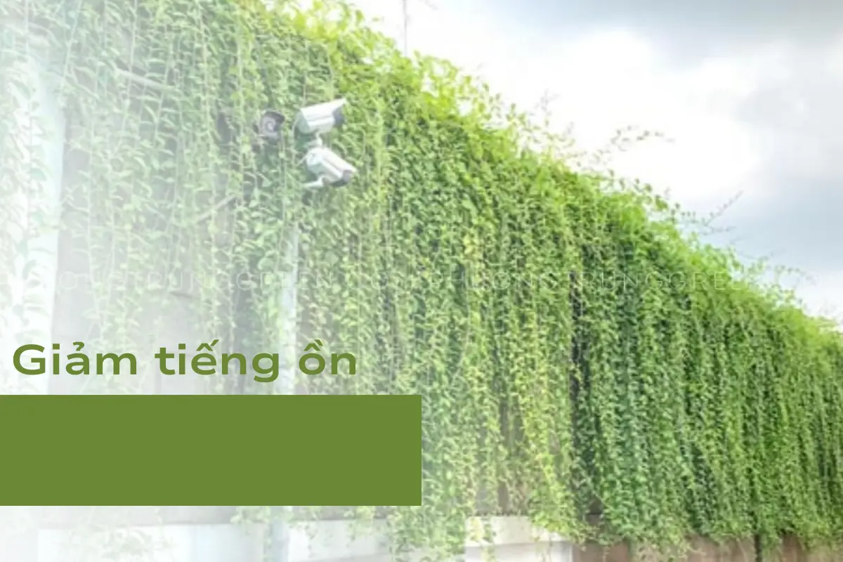 Một công dụng khác của cây là ngăn tiếng ồn vọng vào