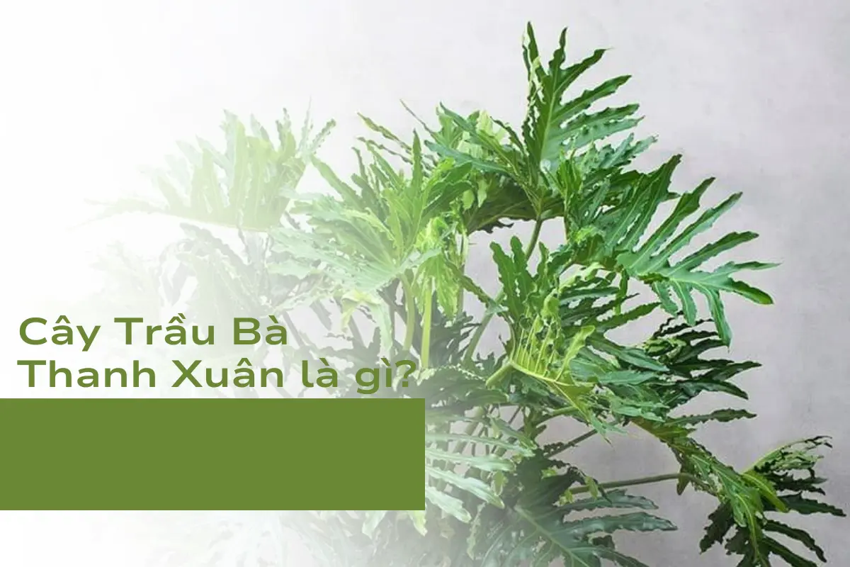 Cây Trầu Bà Thanh Xuân là cây gì?