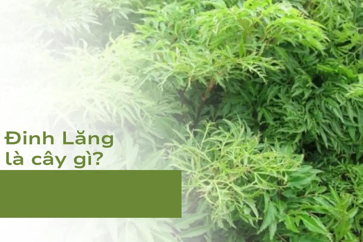 Cây Đinh Lăng là cây gì?