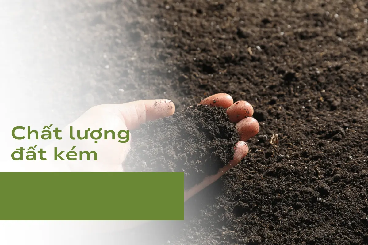 Chất lượng đất kém - Nguyên nhân đầu tiên khiến Thiết Mộc Lan vàng lá