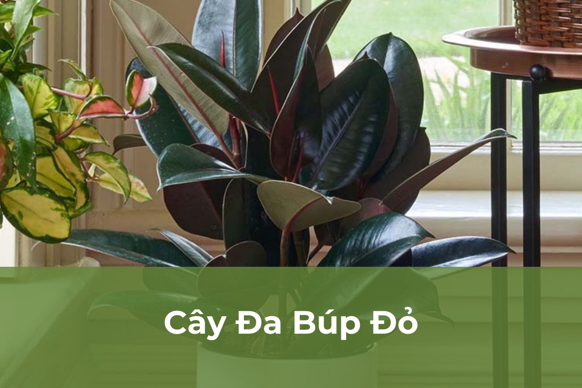 Cây Đa Búp Đỏ - Cây cảnh dễ chăm sóc