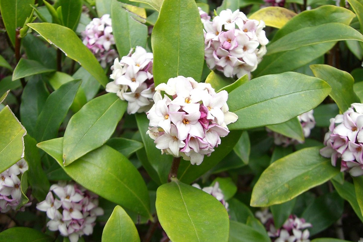 Thụy hương