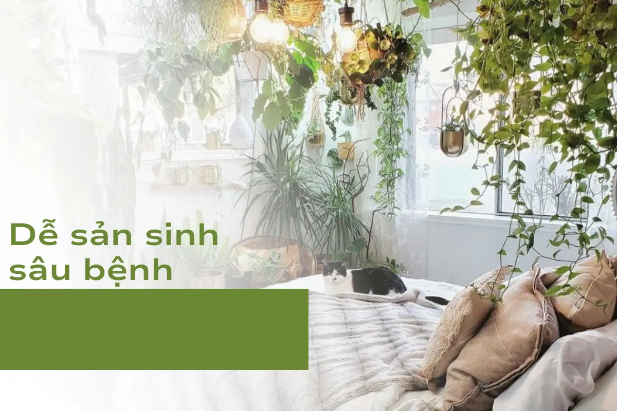 Dễ sản sinh sâu bệnh