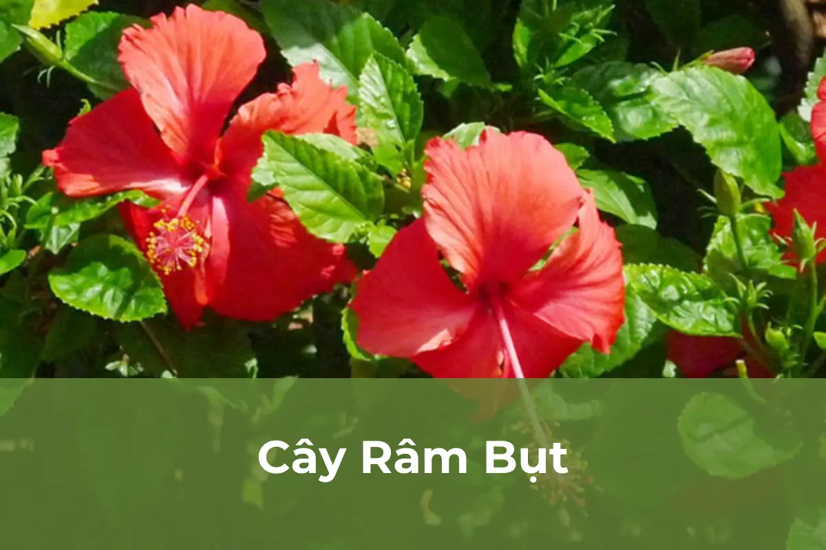 Cây Râm Bụt - Cây cảnh chữa bệnh quen thuộc