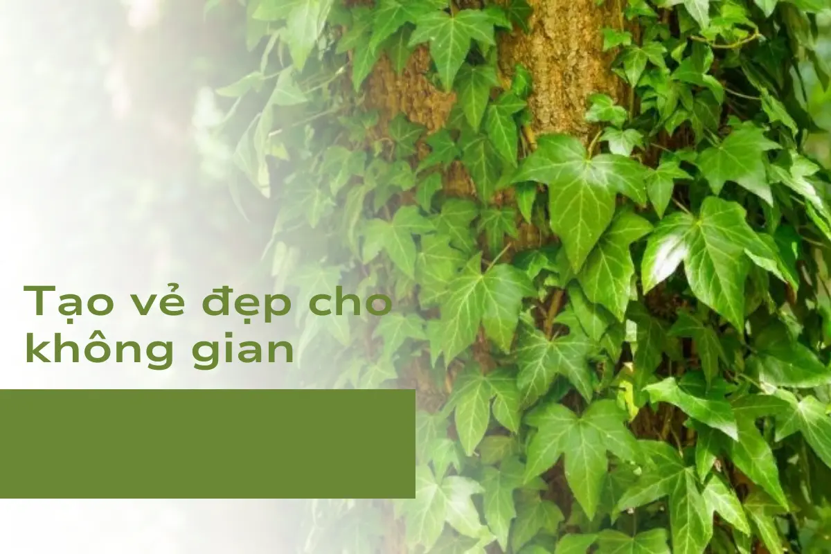 Cây dây leo có tác dụng rất lớn trong việc trang trí không gian