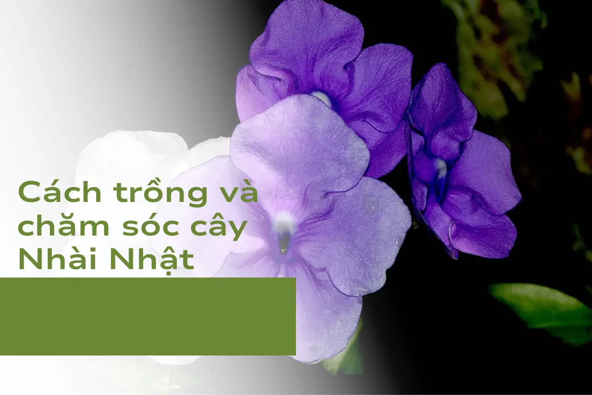 Cách trồng và chăm sóc cây Nhài Nhật