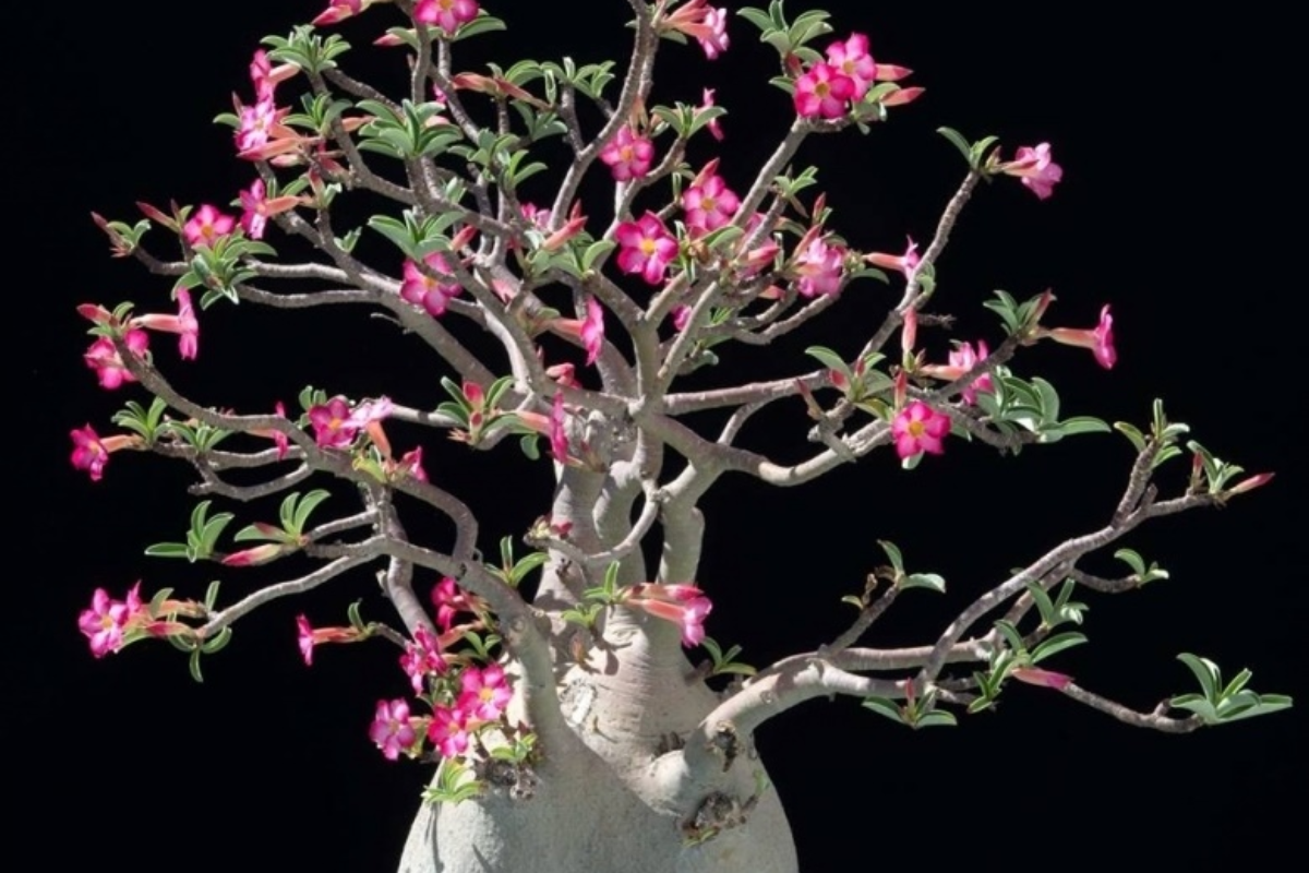 Cây sứ nguyên liệu