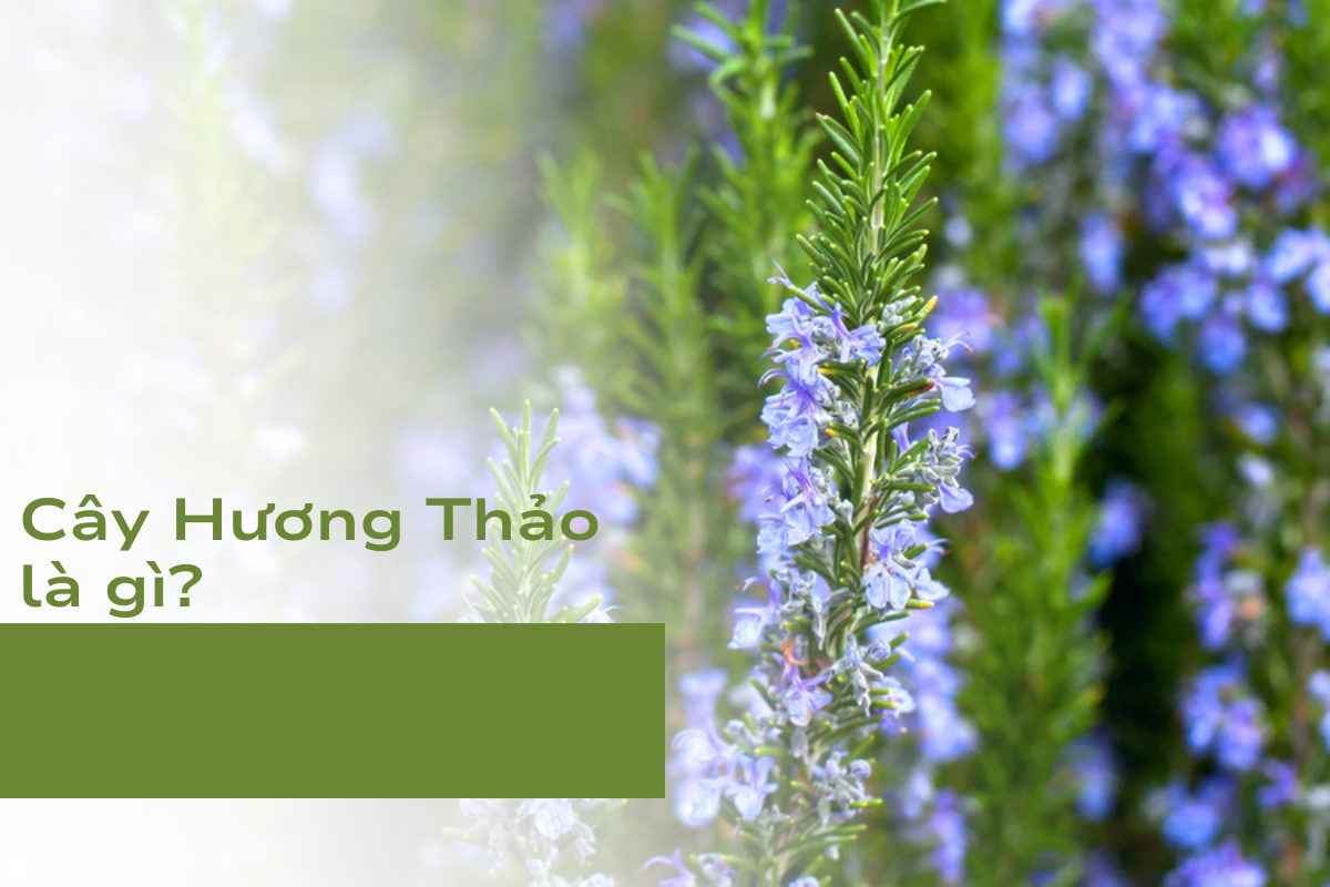 Cây Hương Thảo là gì?