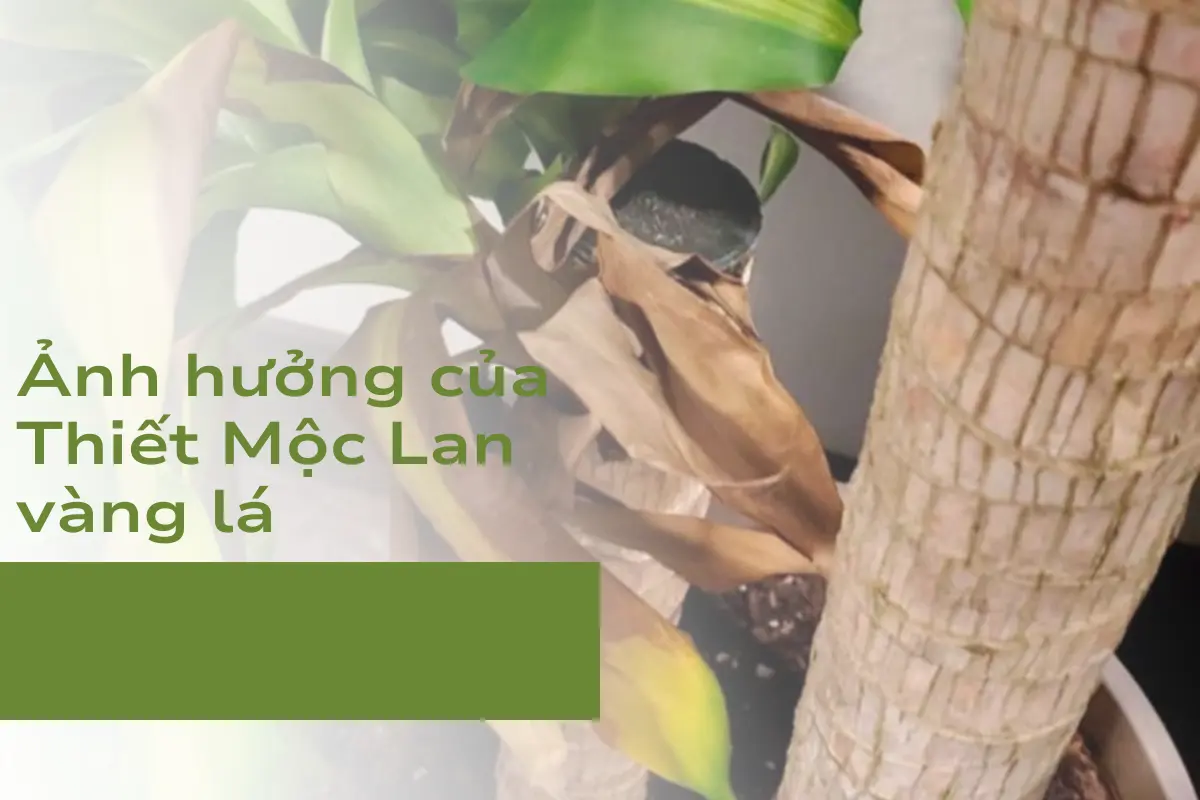 Ảnh hưởng của Thiết Mộc Lan vàng lá