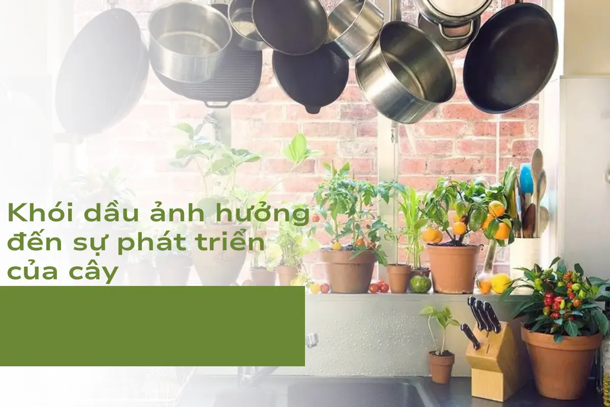 Khói dầu ảnh hưởng đến sự phát triển của cây