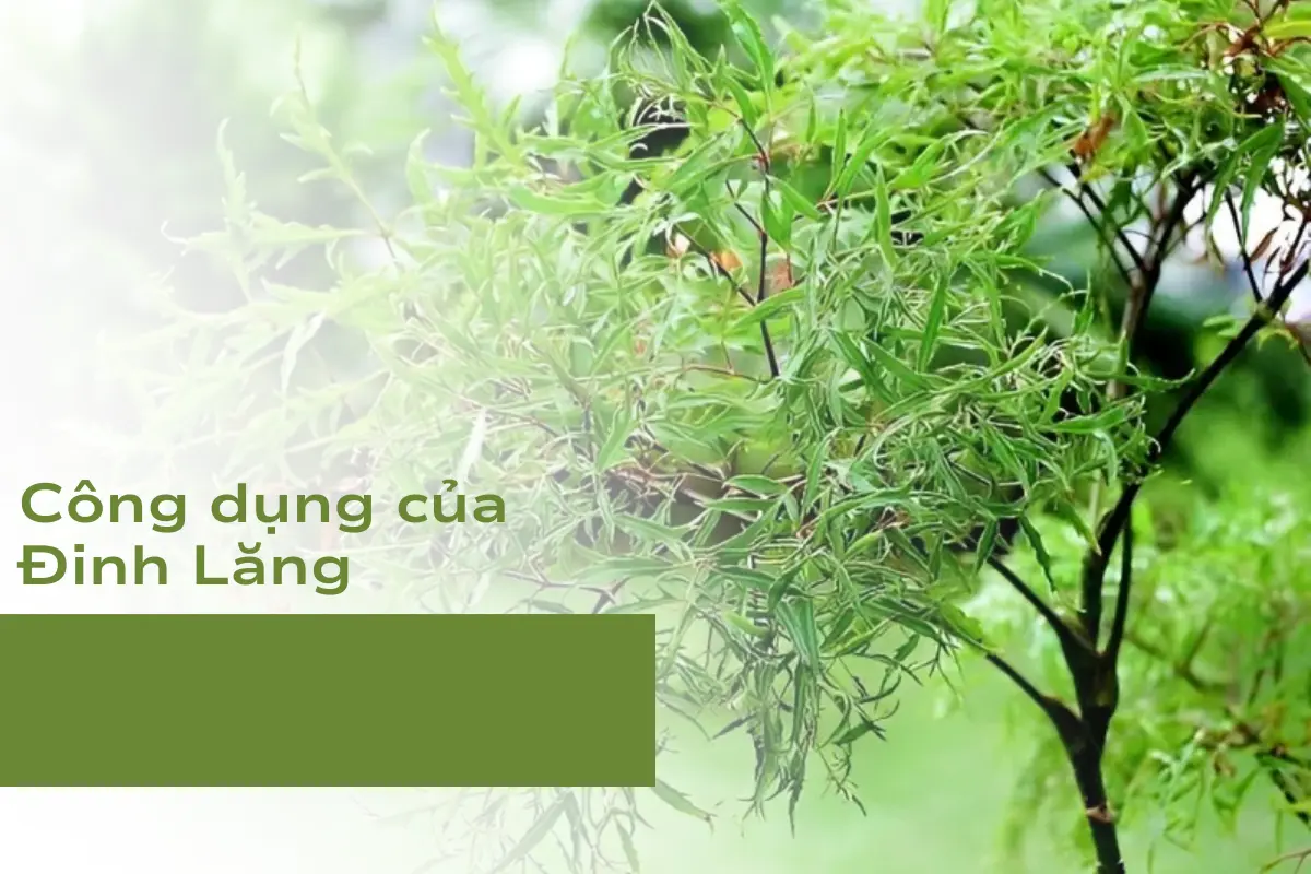 Công dụng chính của cây cảnh làm thực phẩm