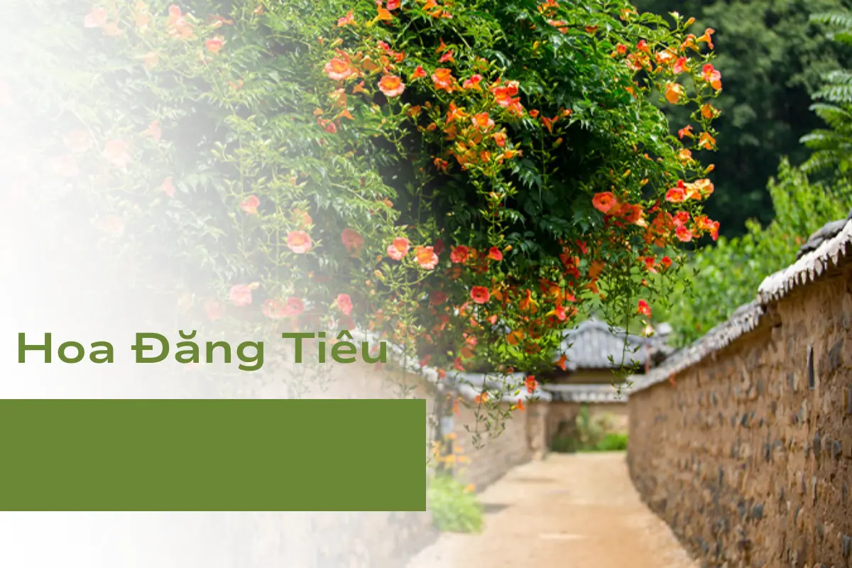 Hoa Đăng Tiêu