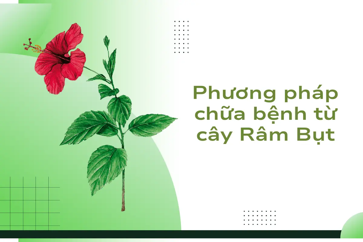 Phương pháp chữa bệnh từ cây Râm Bụt