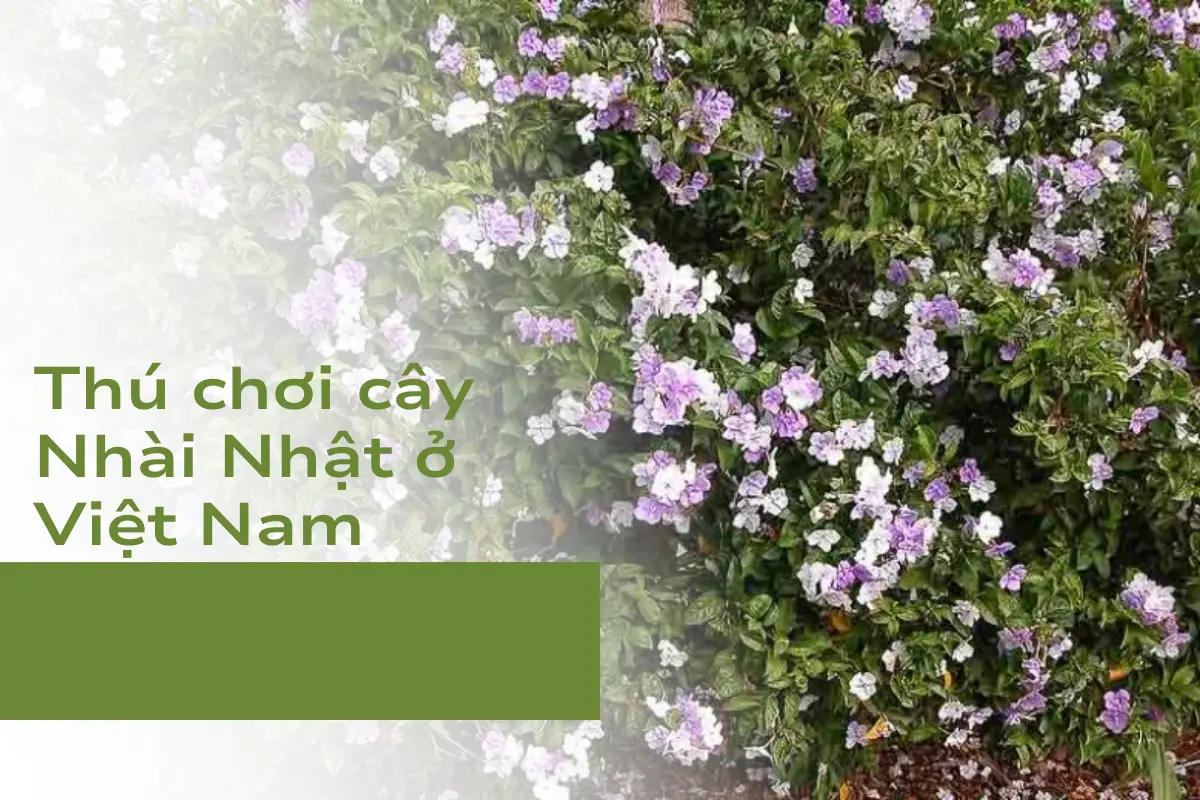 Thú chơi cây Nhài Nhật ở Việt Nam
