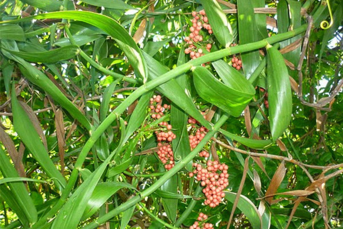 Cây mây nguyên liệu
