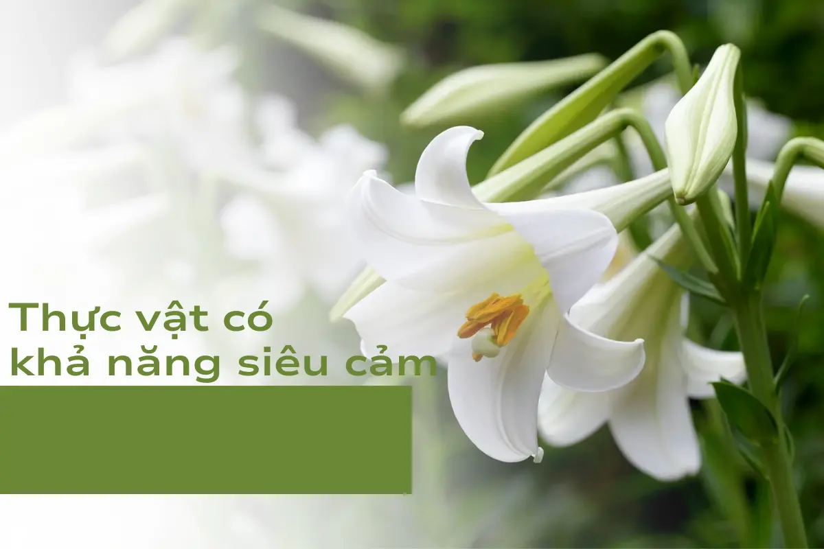 Khả năng siêu cảm của thực vật