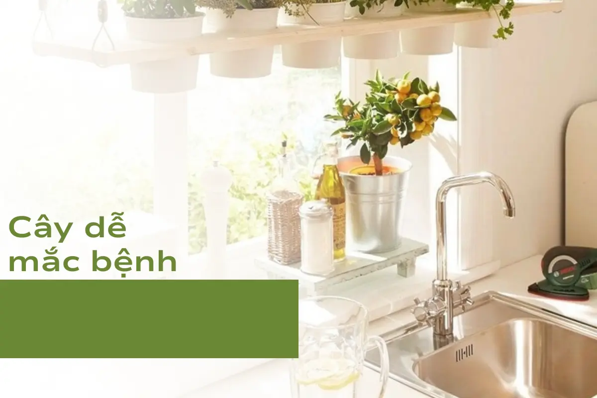 Cây dễ mắc bệnh