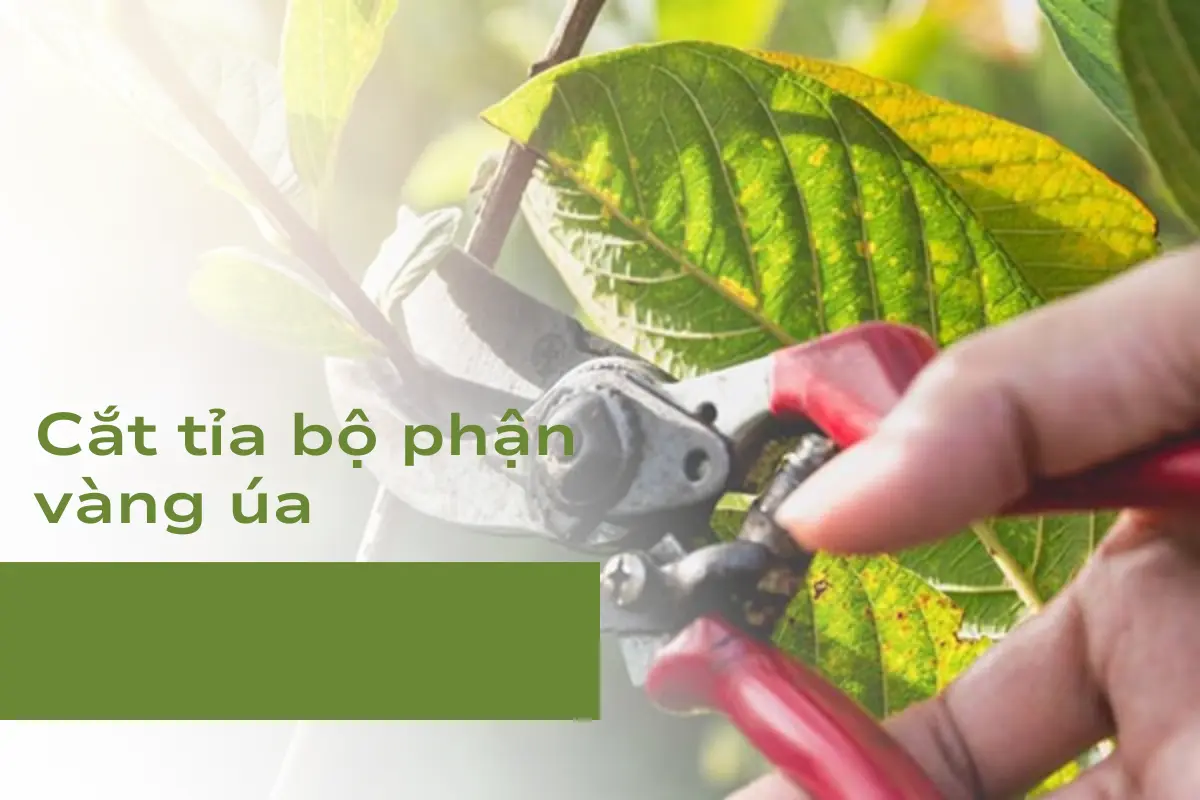 Cắt tỉa bộ phận vàng úa