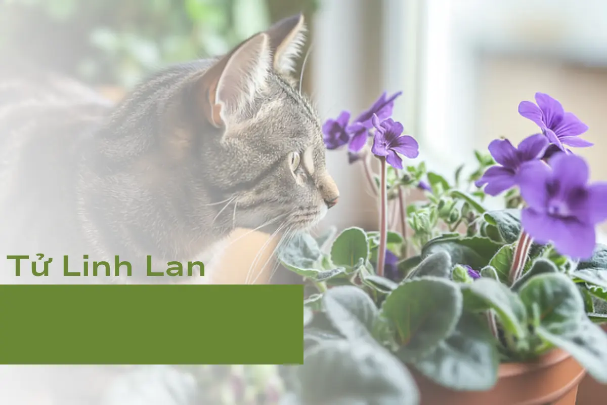 Tử Linh Lan - Cây cảnh thân thiện với thú cưng số 3