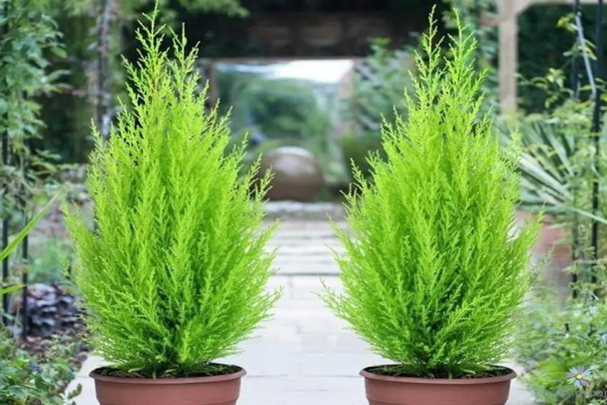 Cây tùng bồng lai
