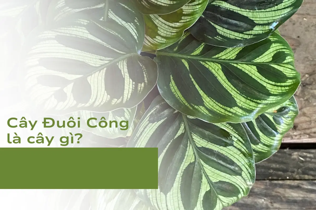 Cây Đuôi Công là cây gì?