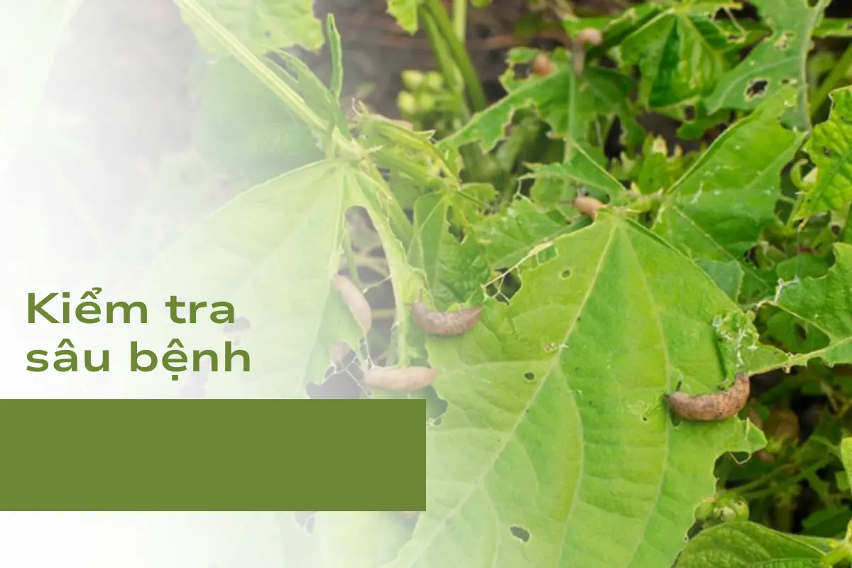 Kiểm tra sâu bệnh