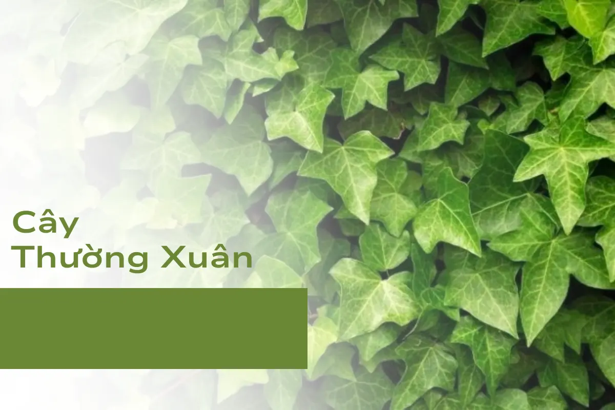 Cây Thường Xuân