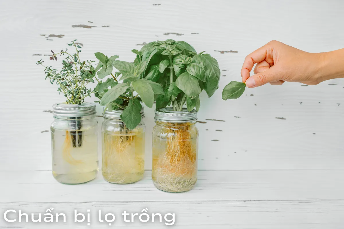 Chuẩn bị lọ trồng