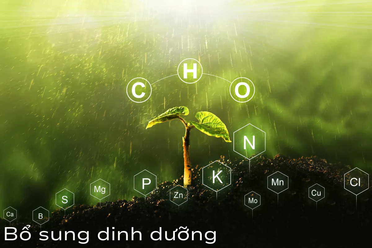 Bổ sung dinh dưỡng