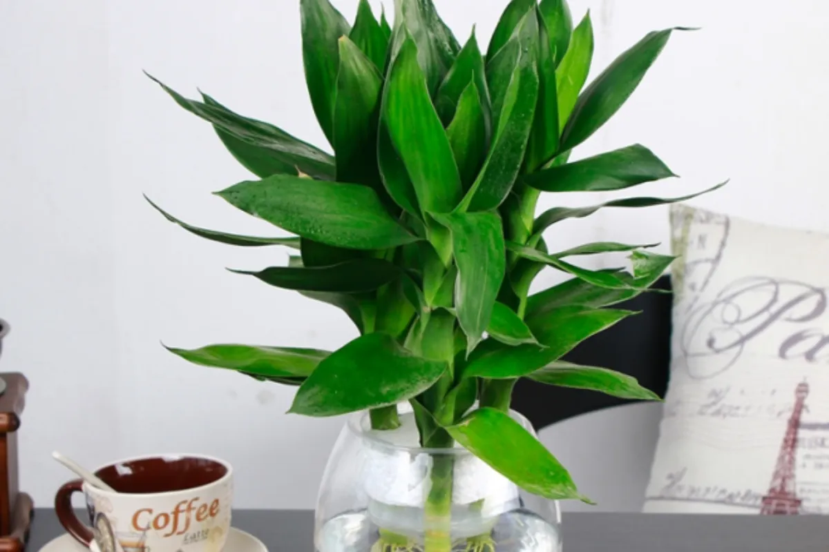 Đem đến sự may mắn và thịnh vượng cho gia đình
