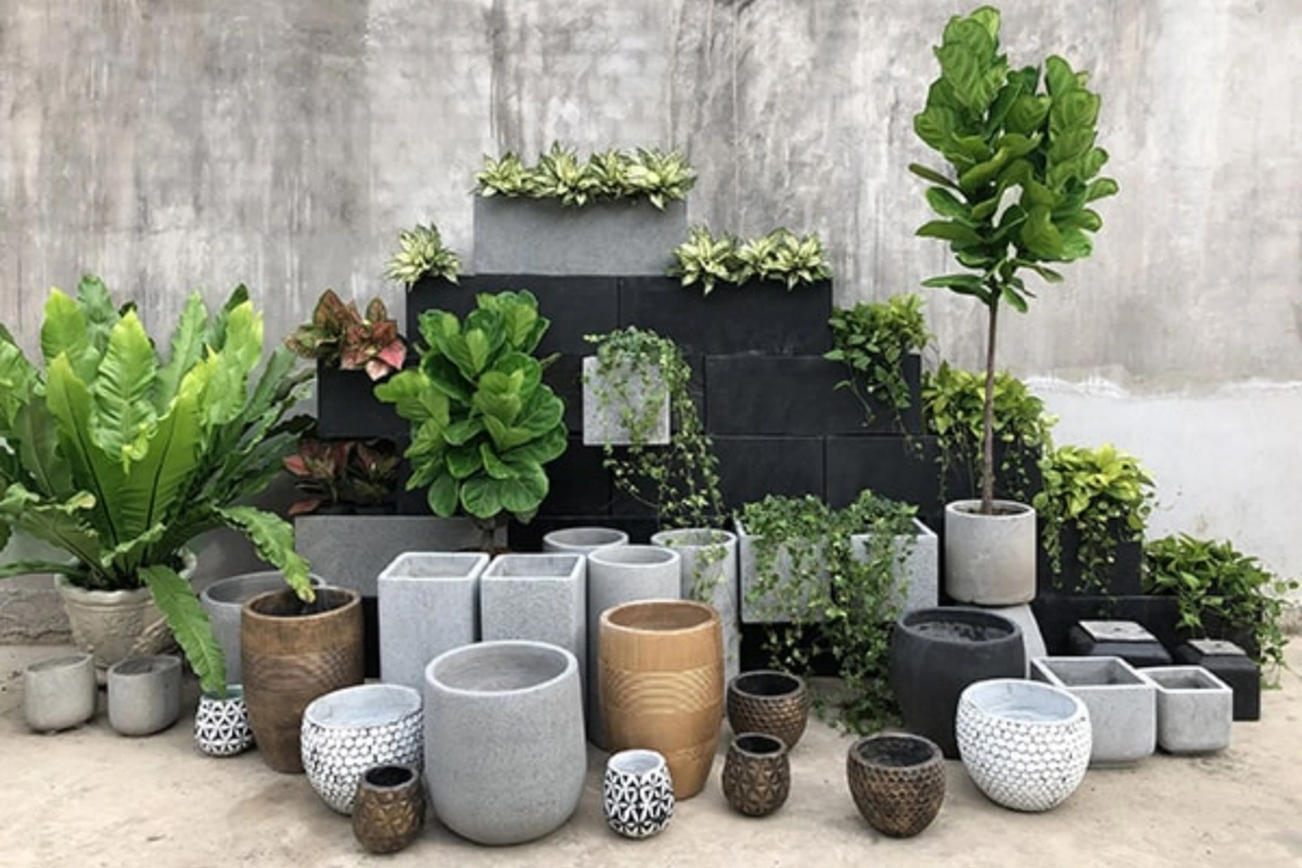 Tìm cây cảnh hợp gia chủ