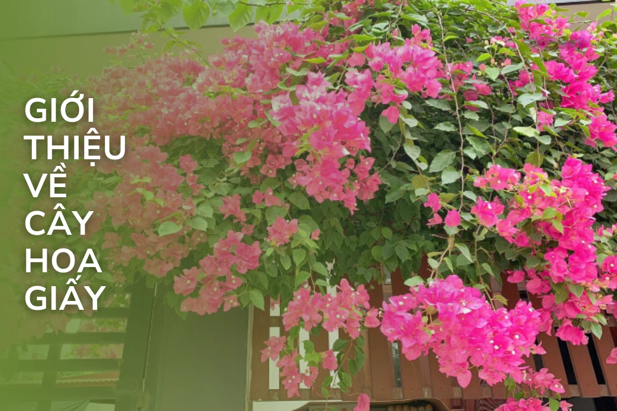 cây hoa giấy